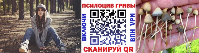 Галлюциногенные грибы Psilocybe Димитровград